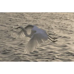 Egret Flying at Dusk, Giclee, Photography